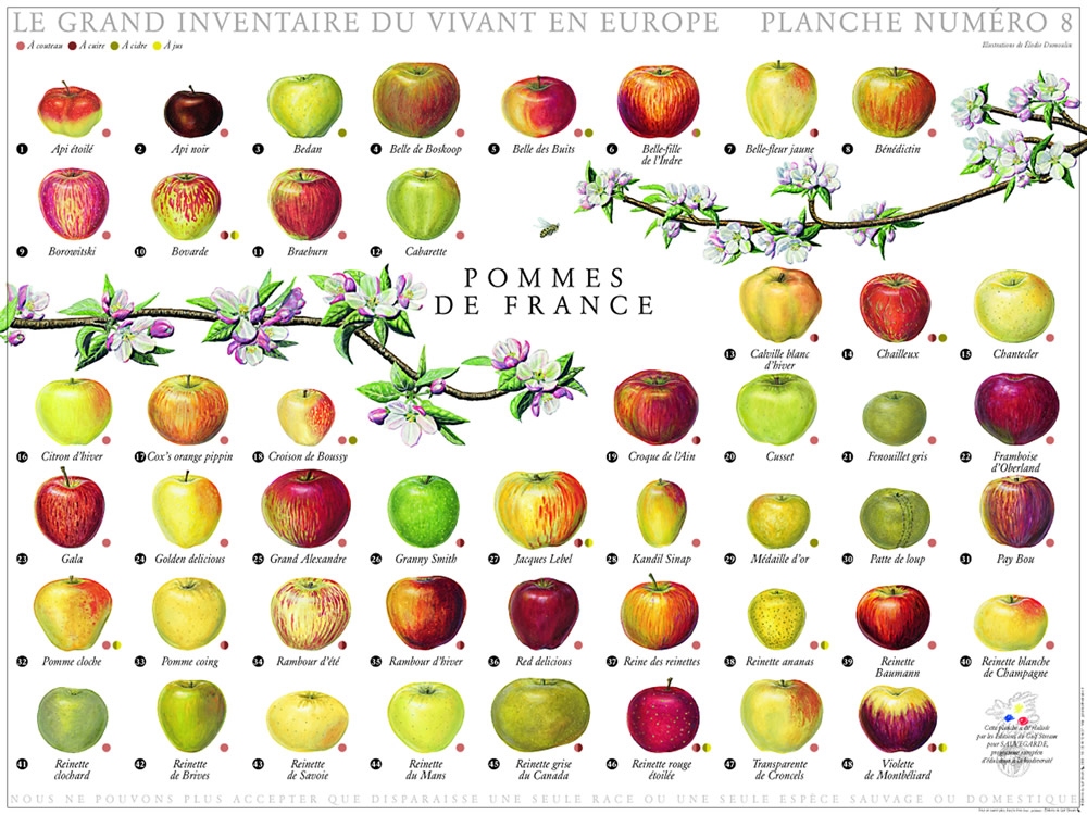 Resultado de imagen de les pommes françaises