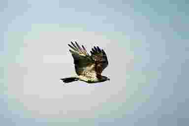 cuisine pomme,restaurant pomme, bbdirect.org