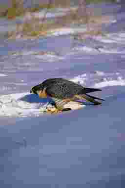 salon prive paris,cuisine pomme,